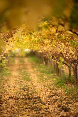 Sonbaharda şarap bağları, İspanya