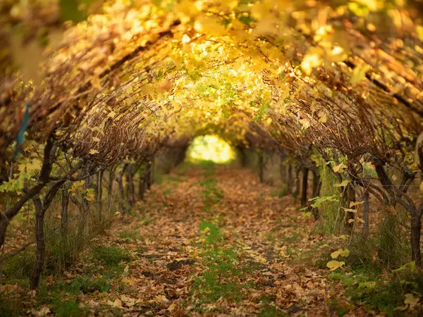 Tunnel Grape Trees Autumn — Stock Photo, Image
