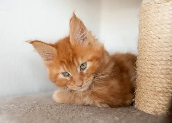 A ginger Maine Coon cat scratching his scratching post.