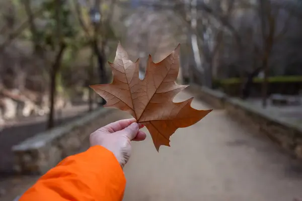 秋天是一个美丽的季节 一片树叶在你的手中 — 图库照片#