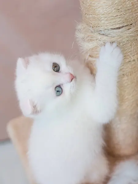 一只猫的特写 白色美丽的英国长毛猫笑着 猫露出牙齿 — 图库照片#