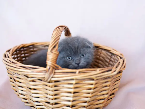 Cute Grey British Shorthaired Kitten Sitting Grey Basket Golden Eyes — Stock Photo, Image