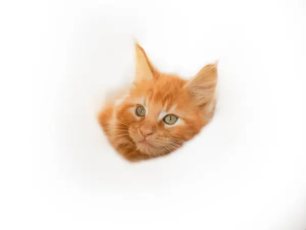 躺在白色背景上的缅因库恩猫 — 图库照片#