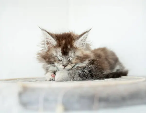 Maine Coon Kitten Spać Pod Koc — Zdjęcie stockowe