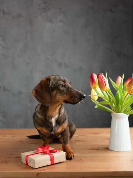 Tacskó Tulipánnal Ajándékkal — Stock Fotó