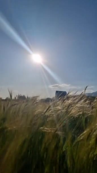 Dojrzałe Uszy Pszenicy Polu Piękny Zachód Słońca Słońce Oświetla Zbiory — Wideo stockowe