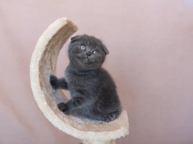 İngiliz mavi kedi yavrusu çok güzel. İngiliz kedi yavrusu düzgün görünüyor. İngiliz kedi yavrusu yakından bakıyor..