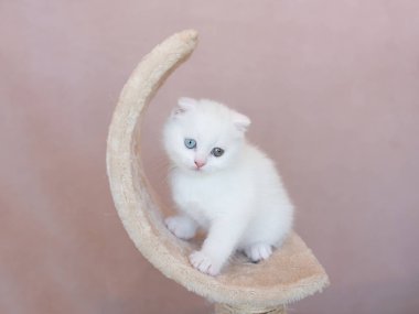 Gülümse. Kedi. Bir kedinin portresi. Beyaz, güzel, uzun saçlı, gülümseyen bir İngiliz kedisi. Kedi dişlerini gösteriyor..