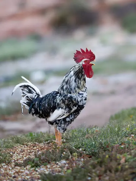 Rooster Crowing Background Nature — Stock Photo, Image