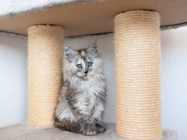 Üç renkli bir Maine Rakunu kedi rafında oturuyor..