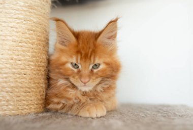 maine coon kedi beyaz arka plan üzerinde yalan.