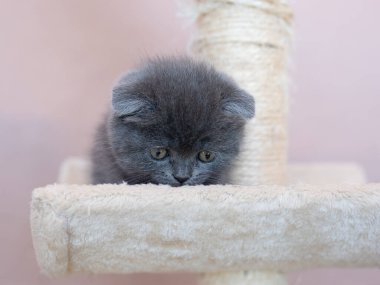 İngiliz soyunun gri kediciği aşağıya bakıyor.