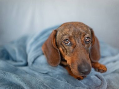 Gri arkaplanda kahverengi dachshund