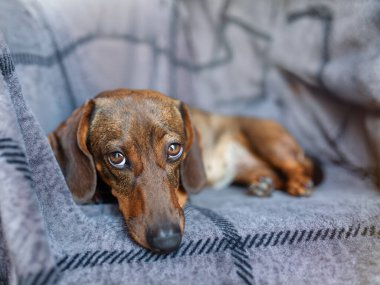 Gri arkaplanda kahverengi dachshund