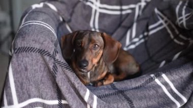 Kahverengi bir dachshund gri bir arka planda esniyor