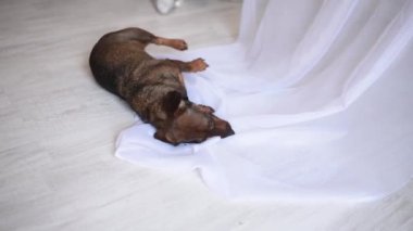 Dachshund köpeği perdeyle oynuyor.