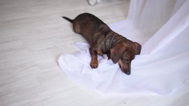 Dachshund köpeği perdeyle oynuyor.