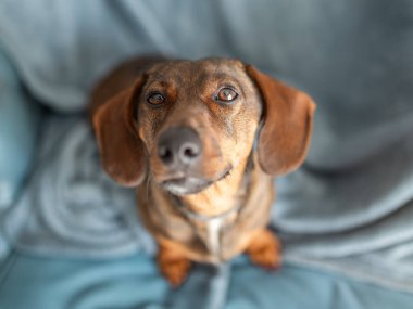 dachshund köpek üst için arıyorsunuz