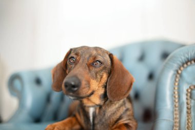 Dachshund cinsinden kırmızı bir av köpeği oturma odasındaki turkuaz bir koltuğa uzandı ve dikkatlice kameraya baktı. Zarif bir cins..