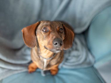 Küçük kahverengi benekli daksund gri arka planda izole edilmiş büyük sandalyede oturuyor.