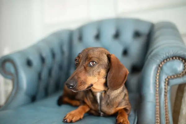 stock image A red hunting dog of the dachshund breed lay down to rest on a turquoise armchair in the living room and looks straight to the camera posing attentively. Elegant breed.