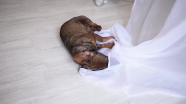 Dachshund köpeği perdeyle oynuyor.