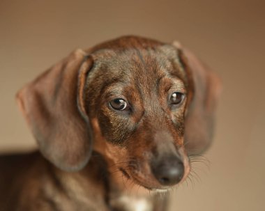 Sarı arka planda küçük kahverengi bir dachshund 'un stüdyo portresi