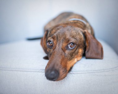 Kanepede canı sıkkın bir köpek yatıyor. Yalnız tatiller. Yalnızlık kavramı. Mucizeyi bekliyorum. Üzgün yalnız köpek dachshund yakın