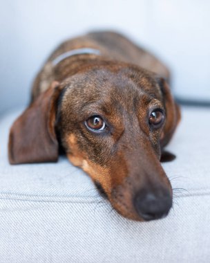 Kanepede canı sıkkın bir köpek yatıyor. Yalnız tatiller. Yalnızlık kavramı. Mucizeyi bekliyorum. Üzgün yalnız köpek dachshund yakın