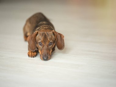Sarı arka planda küçük kahverengi bir dachshund 'un stüdyo portresi