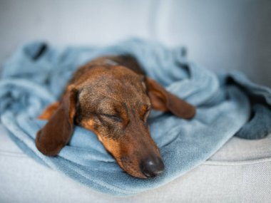 Dachshund insan yatağında sarılıp uyudu..