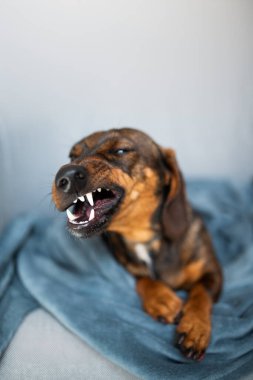 Kahverengi dachshund köpeği kafesin tepesinde otururken dişlerini gösteriyor..