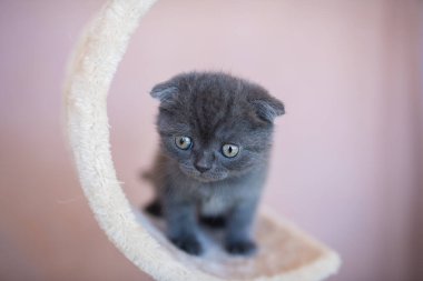 İki aylıkken gri bir arka planda komik pozlar veren mavi renkli güzel bir İngiliz kısa hava kedisi.