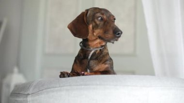Dachshund cinsinin kızıl saçlı av köpeği zarif bir türdür.