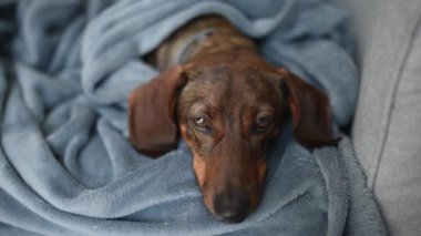 Kızıl saçlı bir dachshund av köpeği mavi bir battaniyenin üzerinde dinleniyor.