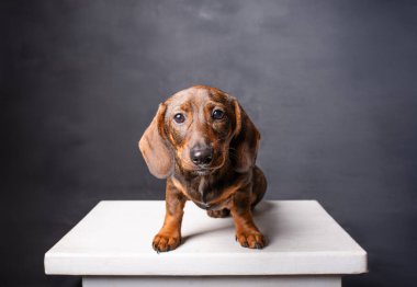 Tatlı dachshund köpek yavrusu arka planda kameraya bakıyor.