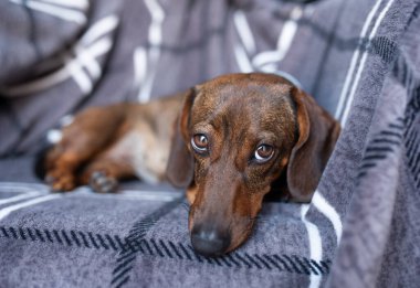 Kanepede yatan kahverengi, küçük bir daksund. Kanepede yatan kahverengi bir daksund. Evcil hayvanlar. Rahatlık