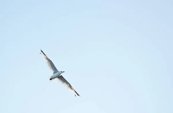 stock image Seagull flying in the blue sky