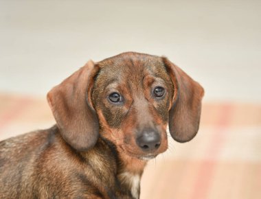 Tatlı dachshund köpek yavrusu arka planda kameraya bakıyor.