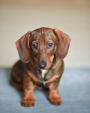 Tatlı dachshund köpek yavrusu arka planda kameraya bakıyor.