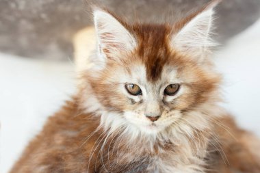 Şirin tekir rakun kedisi rahat beyaz kürkün üzerinde dinleniyor ve fotokopi çekilen kafaya bakıyor.