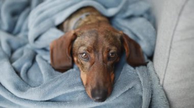 Bir dachshund gri bir arka planda dinleniyor..