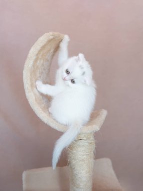 Sevimli küçük beyaz İngiliz ağlayan kameraya bakarak kedicik.