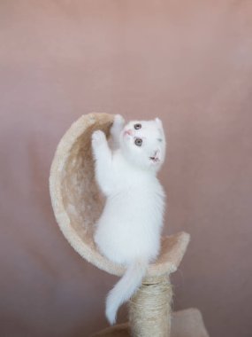 Sevimli küçük beyaz İngiliz ağlayan kameraya bakarak kedicik.