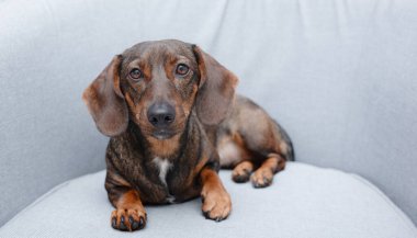 Gri arkaplanda kahverengi dachshund.