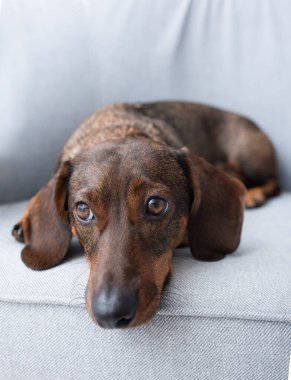 Gri arkaplanda kahverengi dachshund