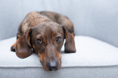 Gri arkaplanda kahverengi dachshund