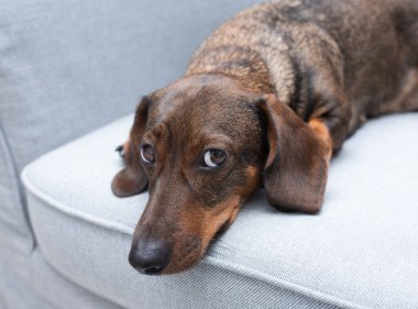 Kederli kahverengi dachshund Gri koltukta.