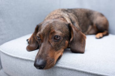 Üzgün bir dachshund köpeği gri bir koltukta yatıyor..
