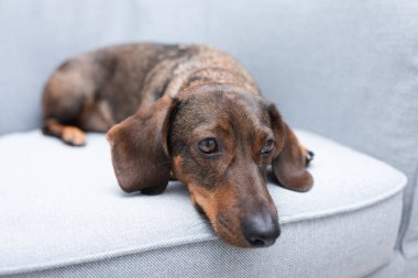 Gri koltukta dinlenen kahverengi bir dachshund..